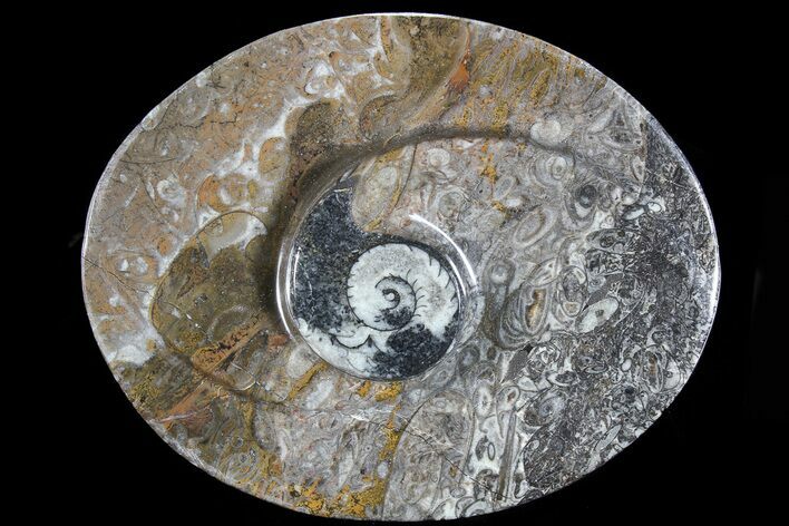 Oval Shaped Fossil Goniatite Dish #73739